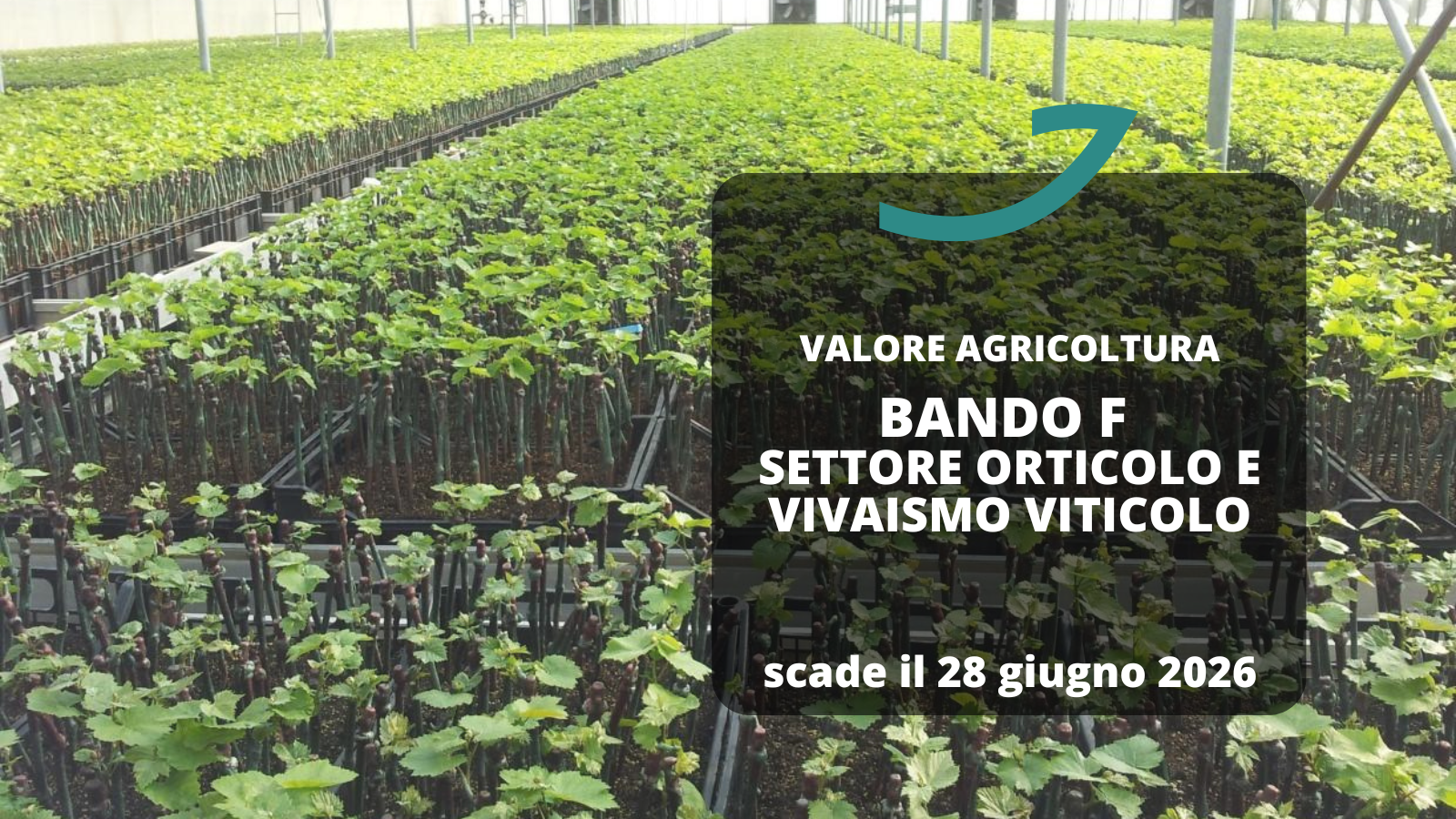 valore agricoltura bando F orticolo e vivaismo viticolo
